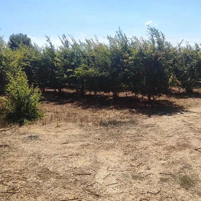 Olive Grove Cottage Skalani Knosos Экстерьер фото