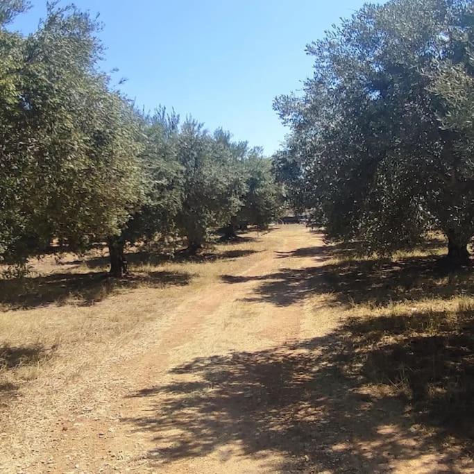 Olive Grove Cottage Skalani Knosos Экстерьер фото