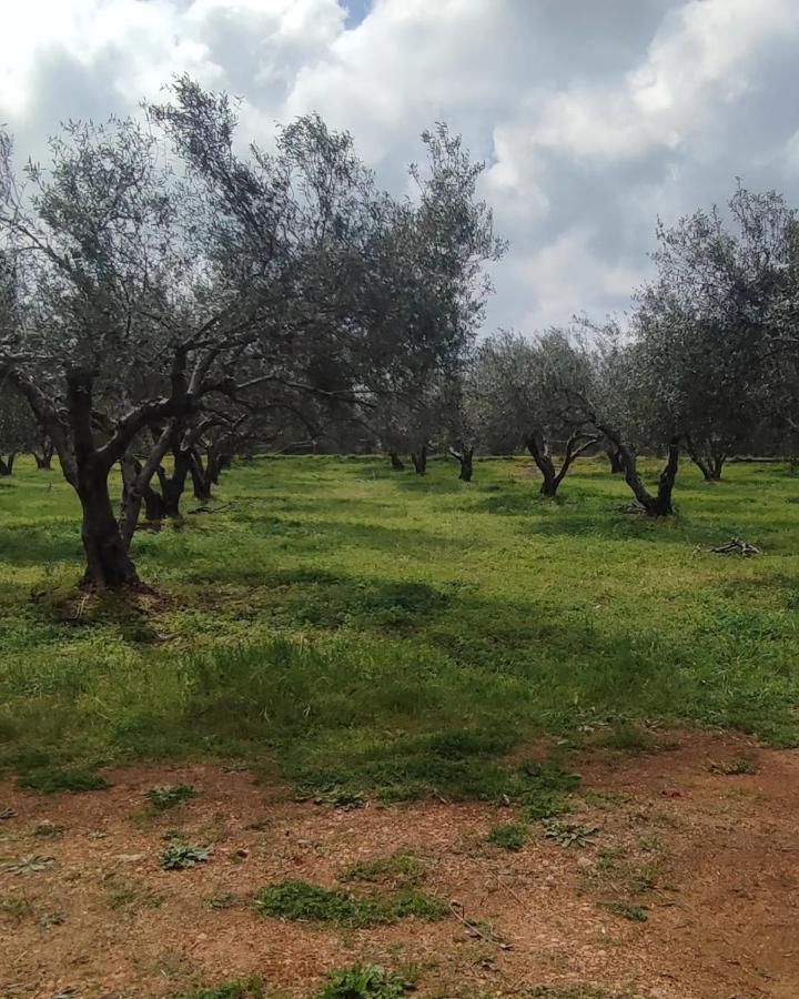 Olive Grove Cottage Skalani Knosos Экстерьер фото