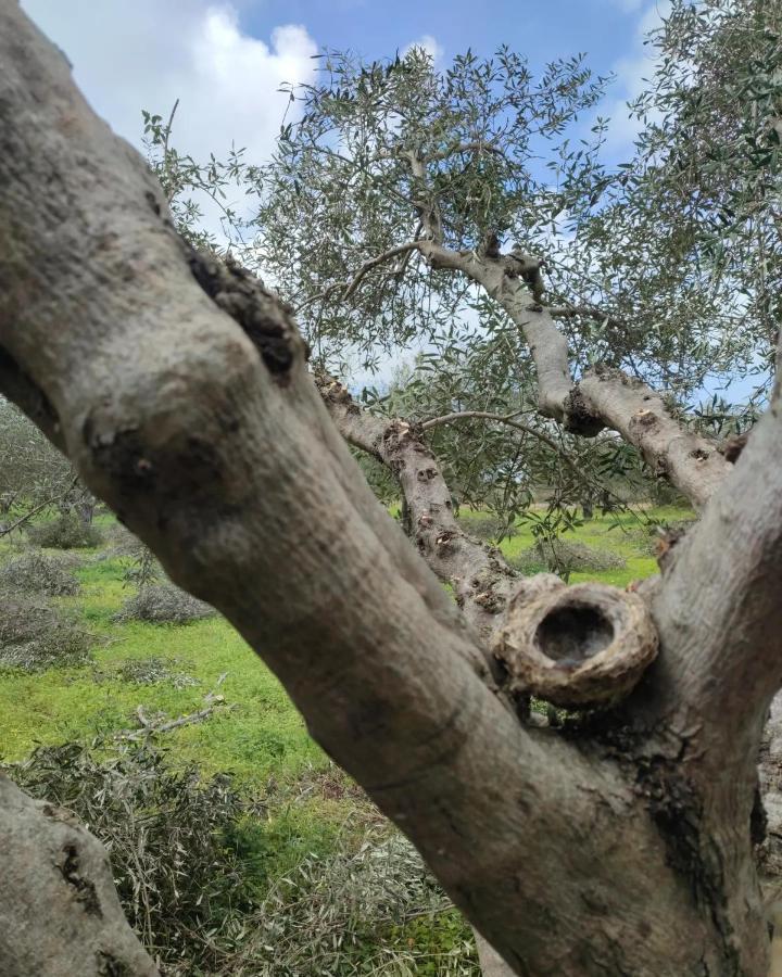 Olive Grove Cottage Skalani Knosos Экстерьер фото